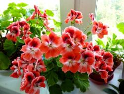 Optimal conditions for caring for geraniums at different times of the year