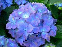 Large-leaved hydrangea: planting and care in open ground
