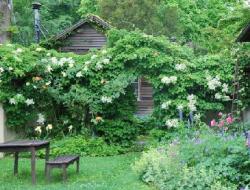 Liana of your garden - petiolate hydrangea