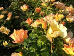 Beauties of park roses: rules of care and use in landscape design