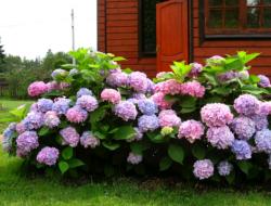 How to get pink hydrangea to bloom profusely