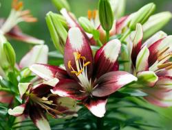 How and when to prune a lily
