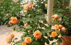 Indoor rose: rules of care, transplantation and reproduction at home