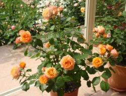 Hoa hồng trong nhà: quy tắc chăm sóc, cấy ghép và nhân giống tại nhà