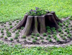 Flower beds made of stumps and logs - an original decoration for your site