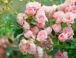 How and when can you transplant roses to another place in the spring?