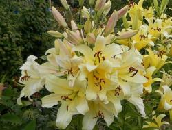 Tree lily: marketing ploy or new hybrid
