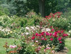 When is the best time to replant roses?