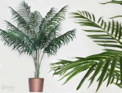 Khoveya: fotografia palmy, domáca starostlivosť