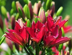 The best time to plant lilies in open ground