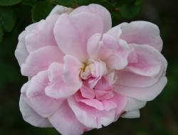 Róże parkowe: zdjęcia z imionami, sadzenie i pielęgnacja