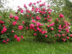 Climbing roses, planting and care