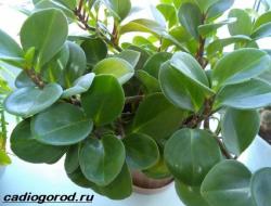 Description, features, types and care of peperomia