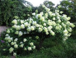 Hydrangea Anabel: planting and care, description of the variety