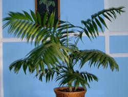 Features of caring for howea at home