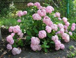 How to choose a place to plant large-leaved hydrangea