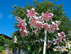 Growing and combining different varieties of lily trees in open ground