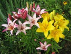 Transplanting lilies to another place in the fall: when and how to do it correctly + video