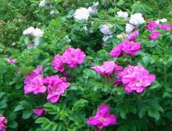 Growing and caring for park roses in open ground