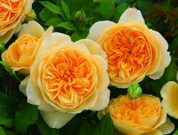Anglické ruže sú najkrajším výtvorom ľudstva!