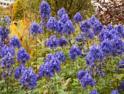 Aconite: photos, types, cultivation, care, application