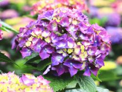 When and how long does hydrangea bloom?