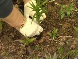 How to plant lilies in the ground in spring